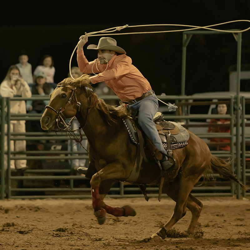 Cowboy riding a bull at a rodeo.