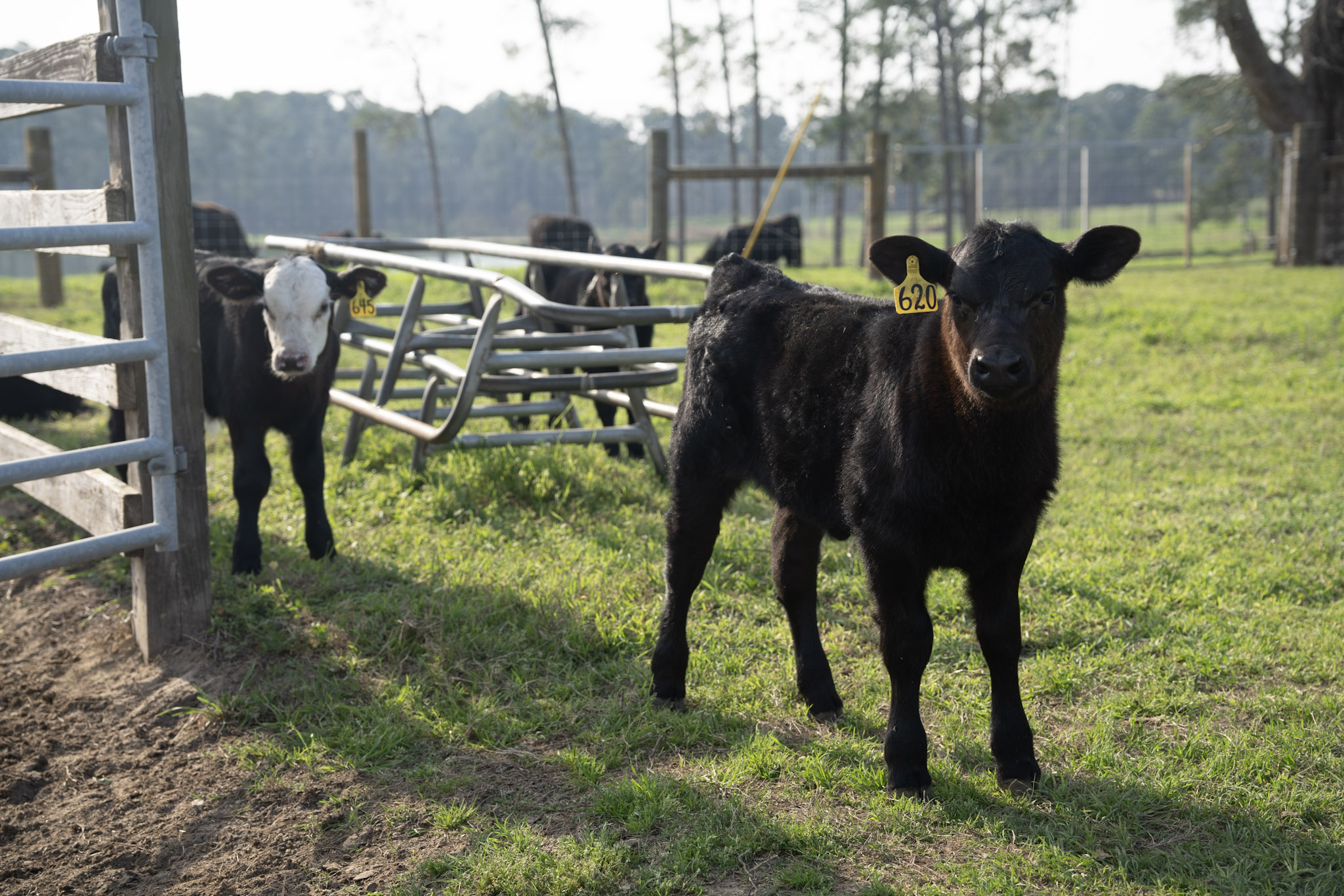 calves