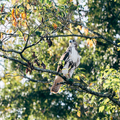 Photo of Hawk in tree