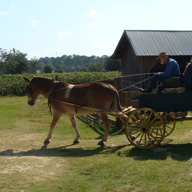 Horse-drawn buggy at GMA