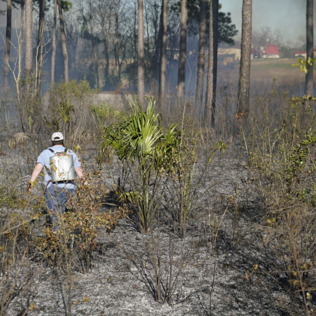 student burning ground cover in a forest